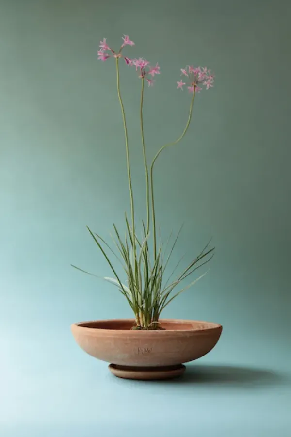 Discount - ruukku Ada RAW Rosa, Ø 30 cm Ruukut Ja Maljakot