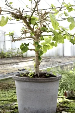 Discount Galestro harmaa ruukku Ø40cm Ruukut Ja Maljakot