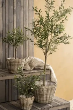 Ib Laursen - Oliivipuu S h75cm Piha Ja Terassi|Oliivipuut