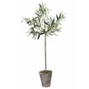 Best Oliivipuu H73cm Piha Ja Terassi|Oliivipuut